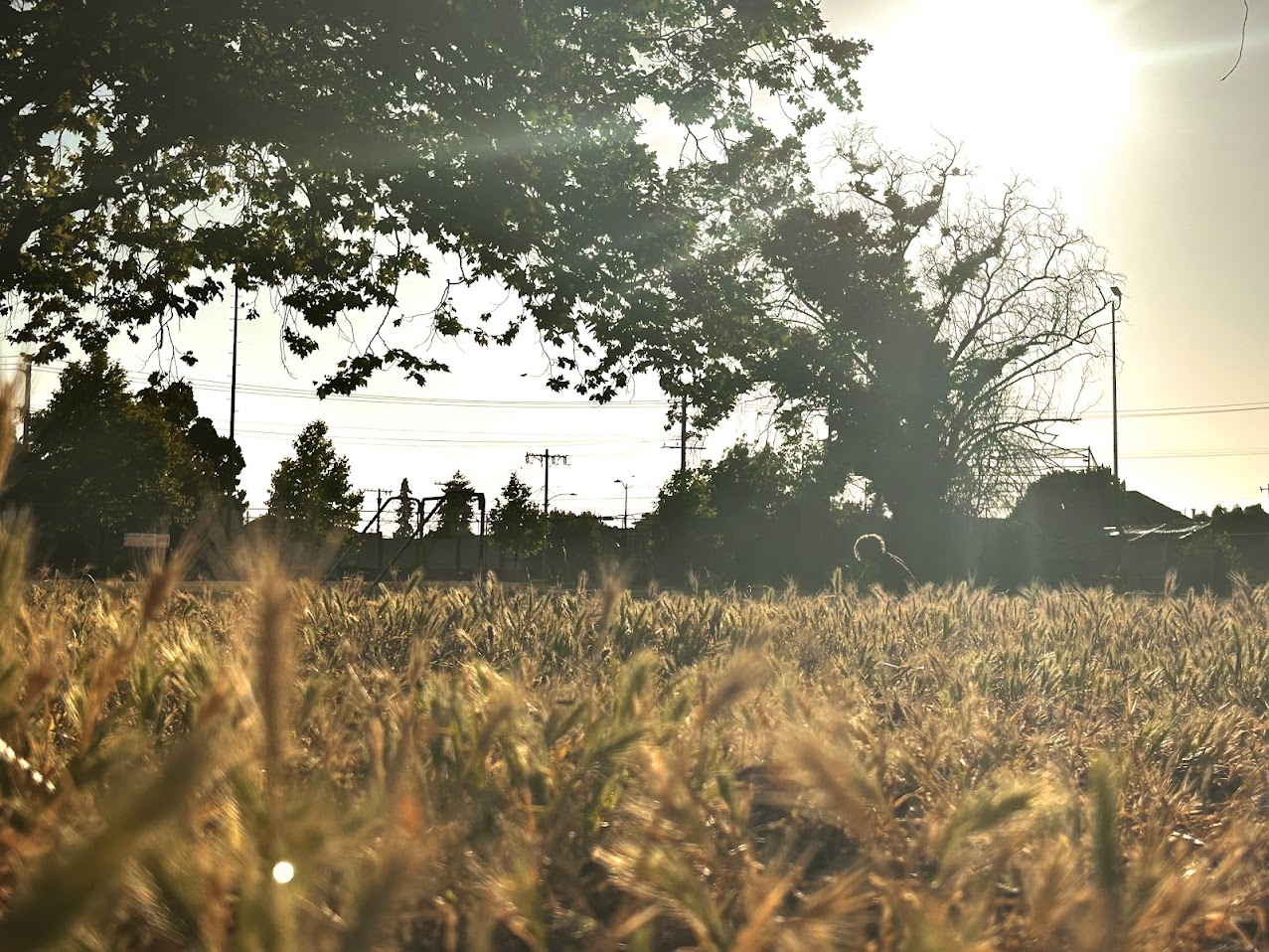 Bushrod Park